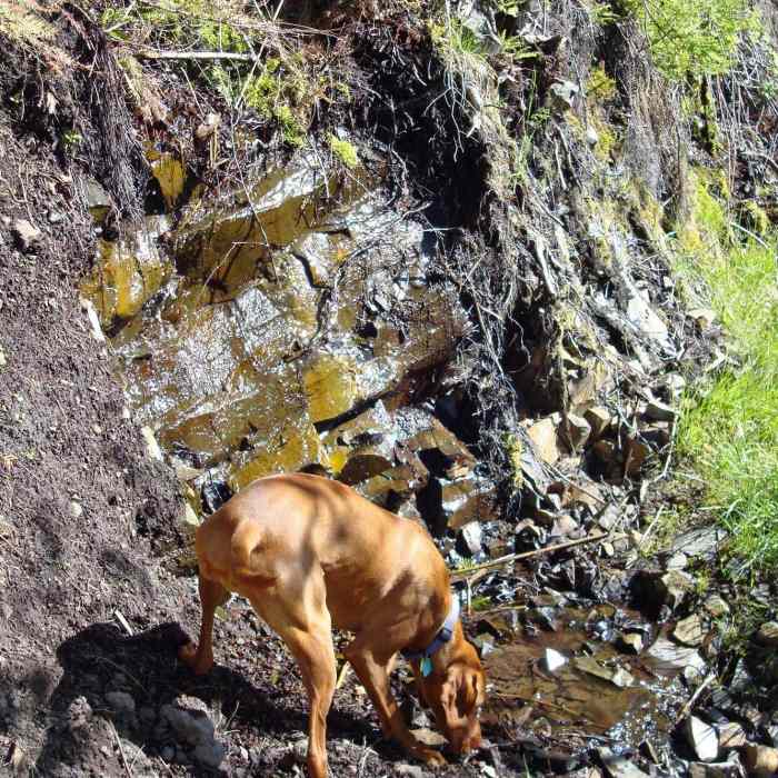 Near Asotin Cr., S. Pinkham, N. Pinkham Loop