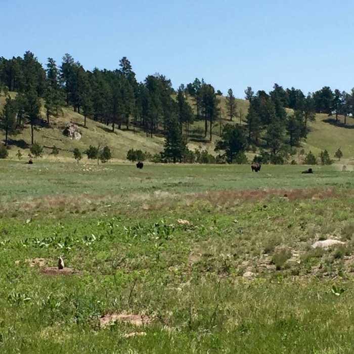 Near Cold Brook Canyon Trail