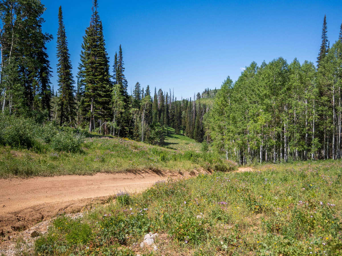 Hoyt Saddle Trail trail photo