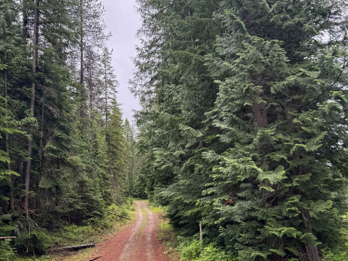 South Lakeview Mountain - FS 1355 trail photo