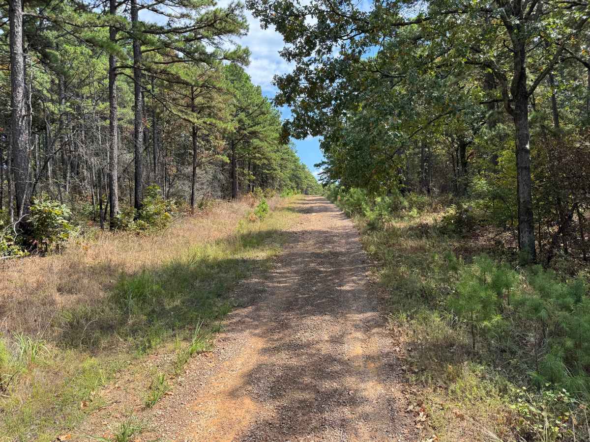 Pine Grove photo 2