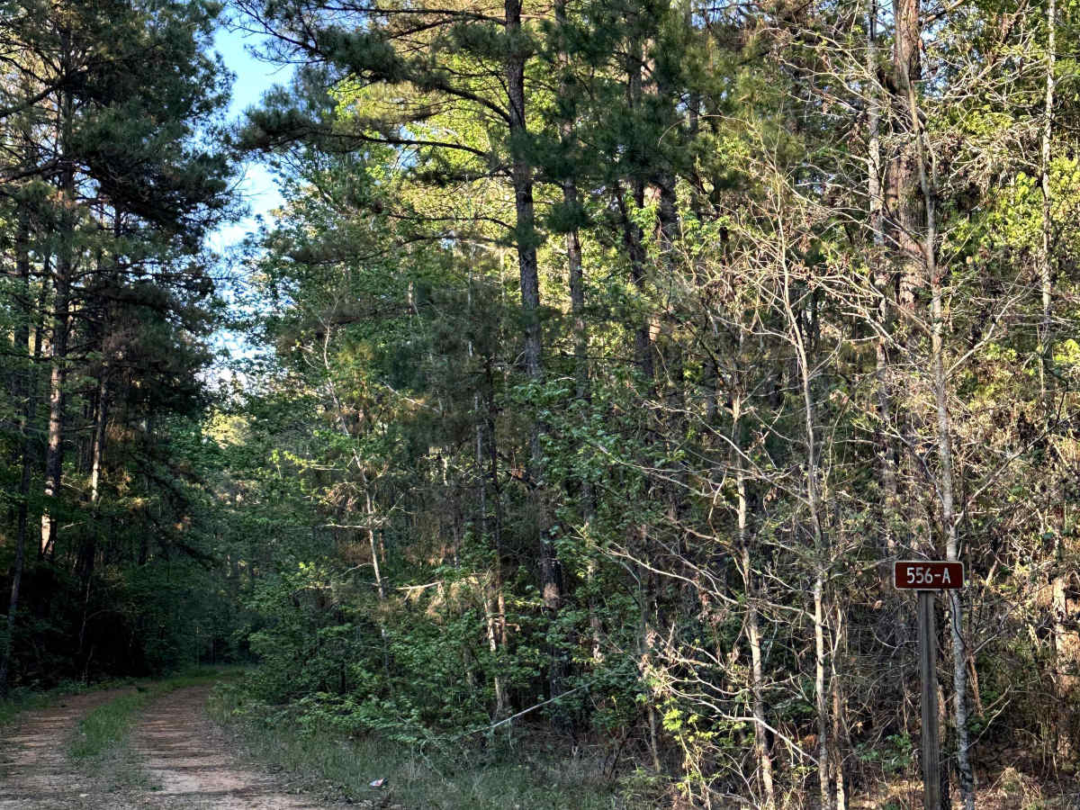 FS 556A trail photo