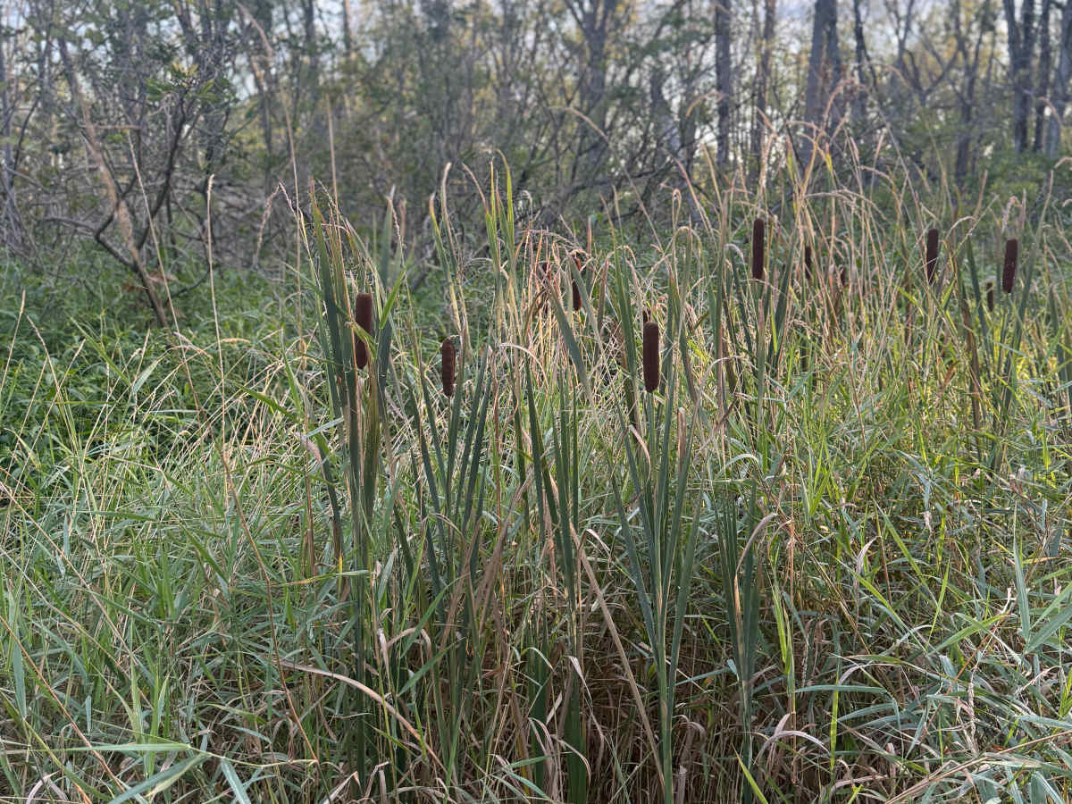 West Schafer Trail photo 6