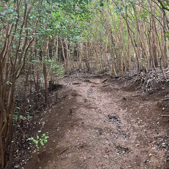 Near Nounou Trail East