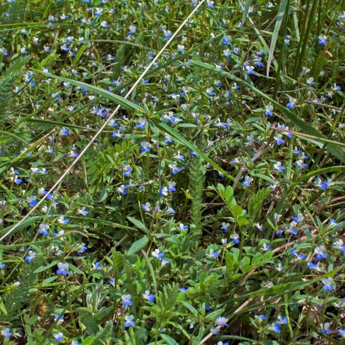 Near Green Springs Loop