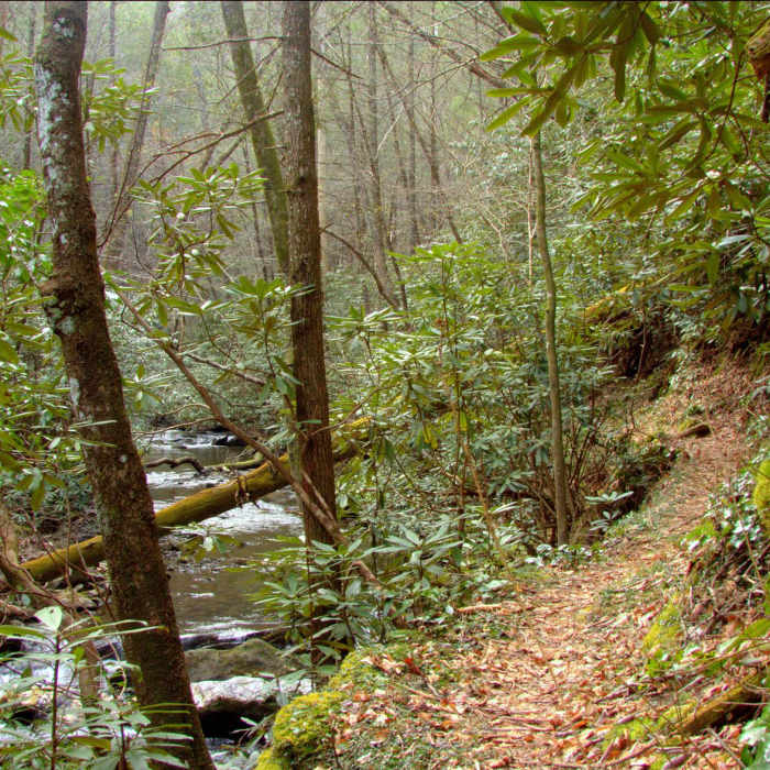 Near Big Creek, Big Frog, Yellow Stand Lead Trail Loop