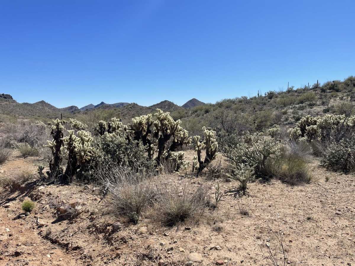 Lower Scenic Loop Road trail photo