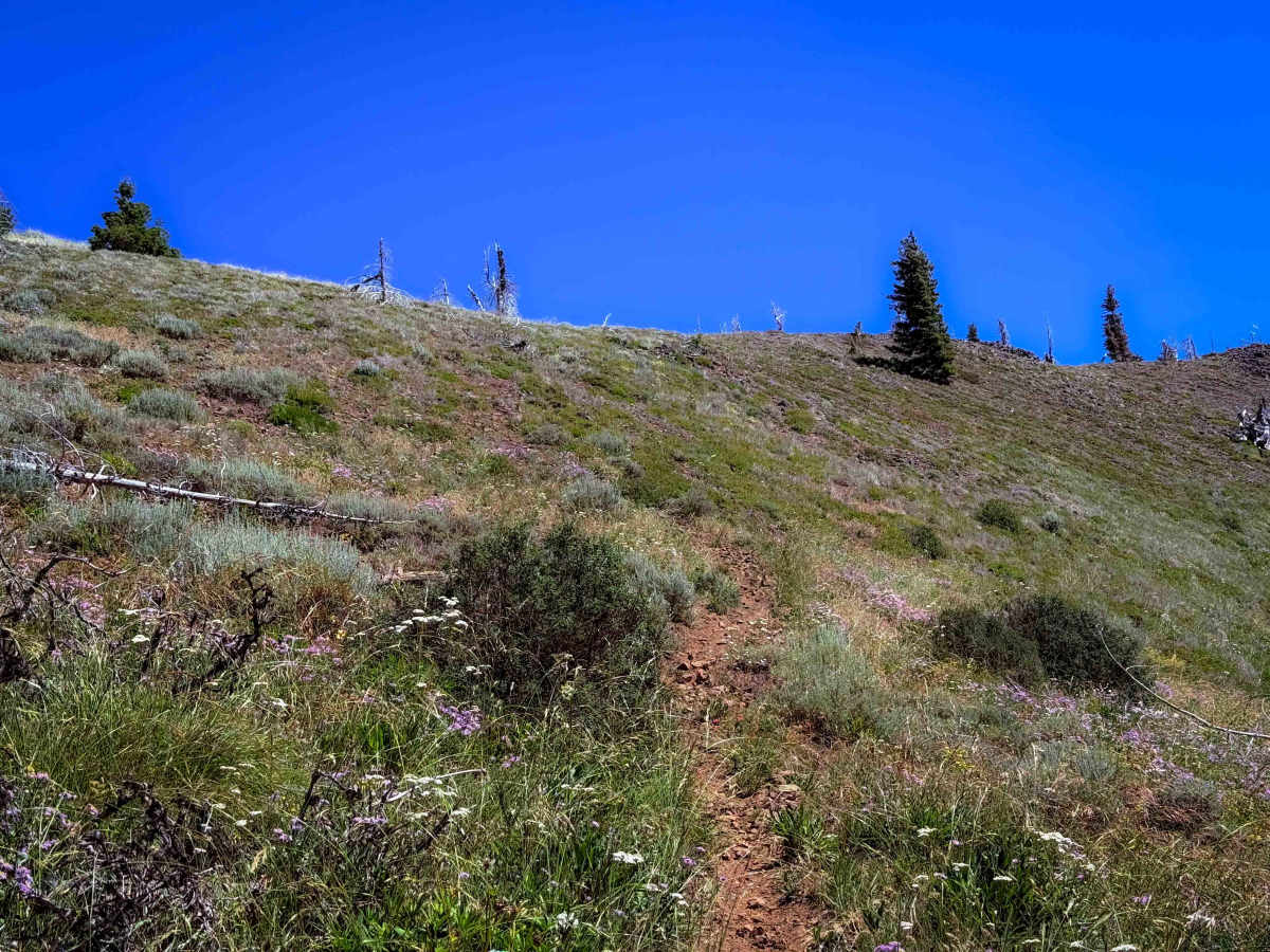 Snowshoe Ridge - FS 1368  photo 4