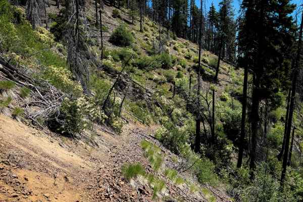 Jungle Creek - FS 1383.1