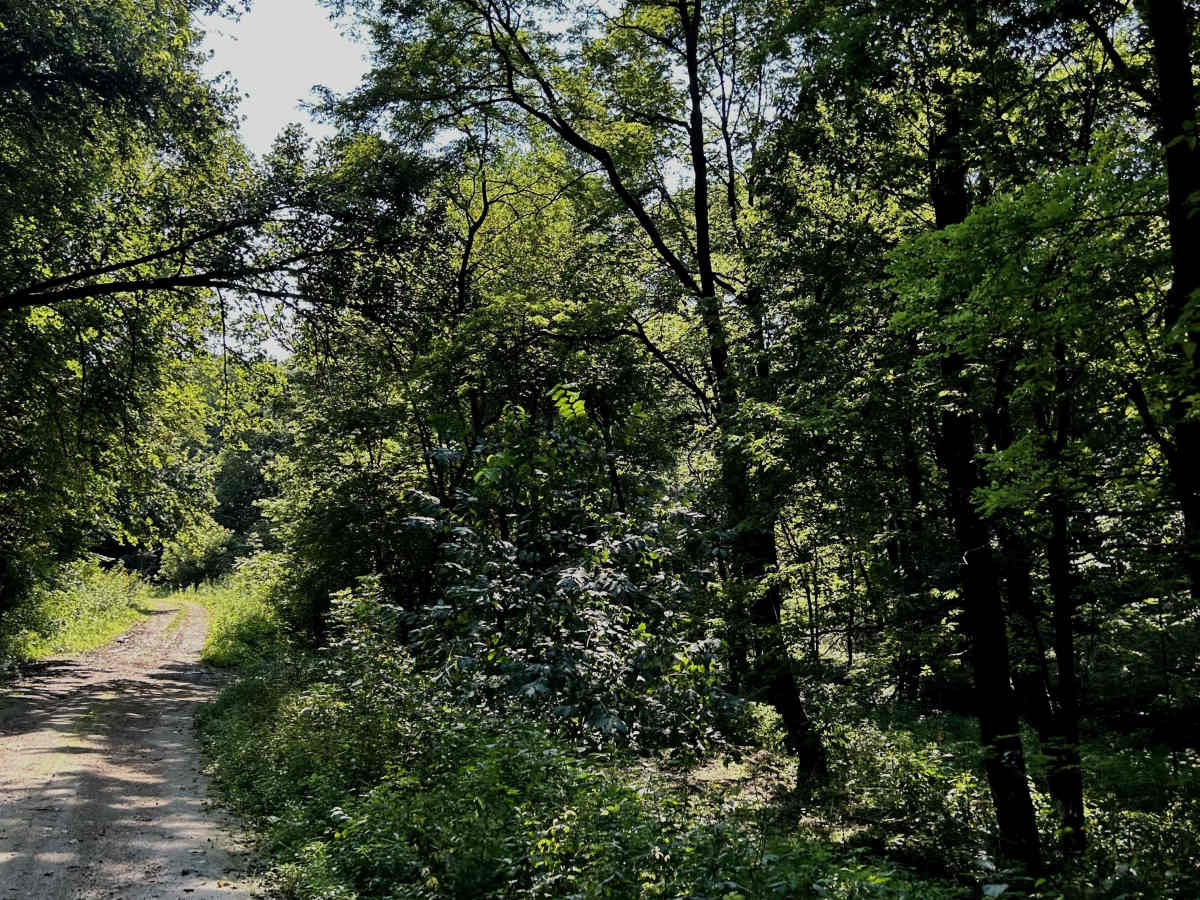 Dolphin Avenue photo 4