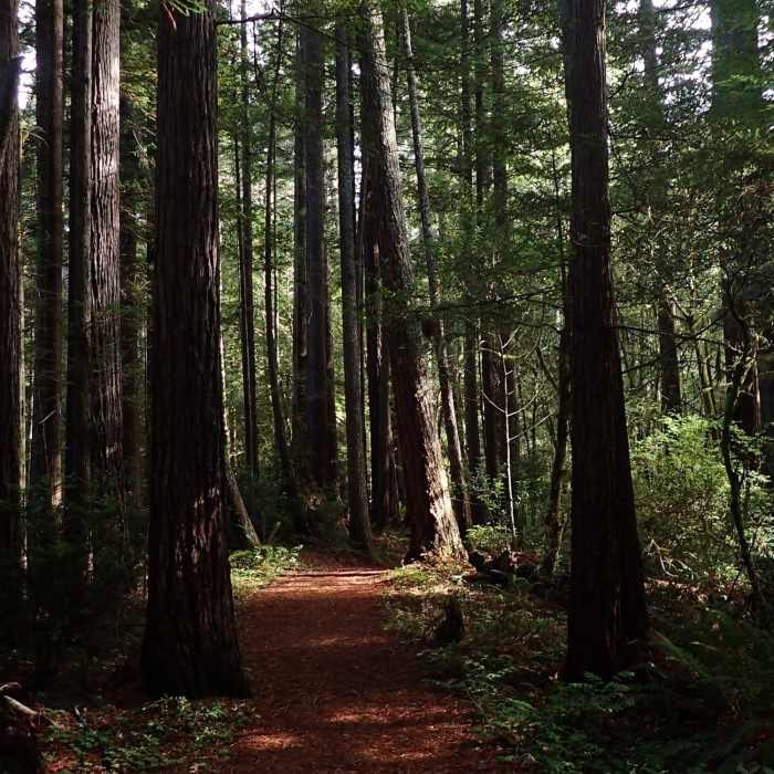 Near Oregon Redwood Barrier-Free Trail #1106