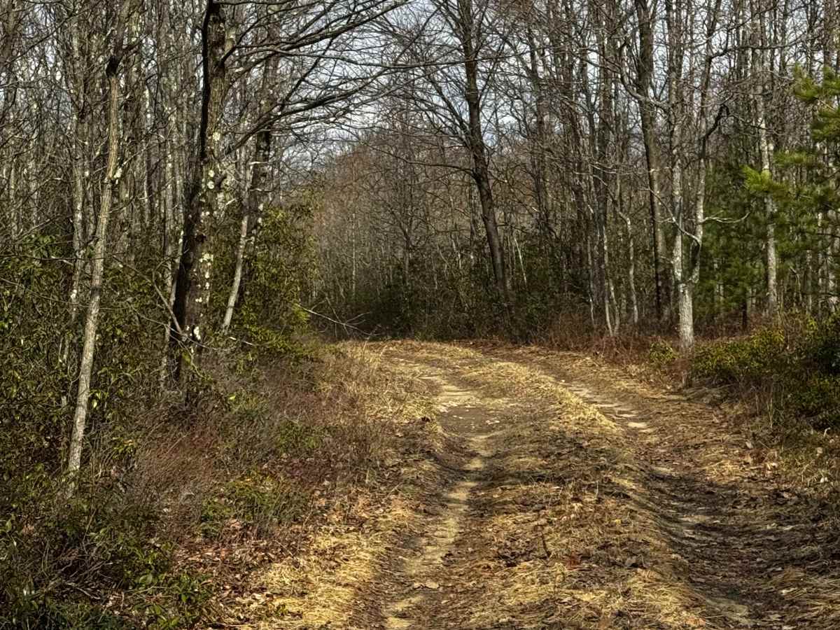 Nedcock Trail photo 5