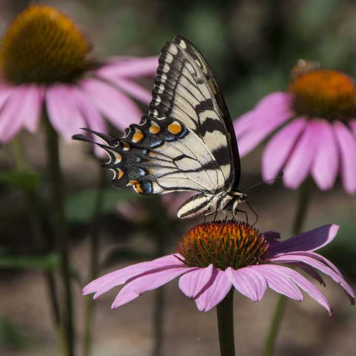 Near Oklawaha Greenway