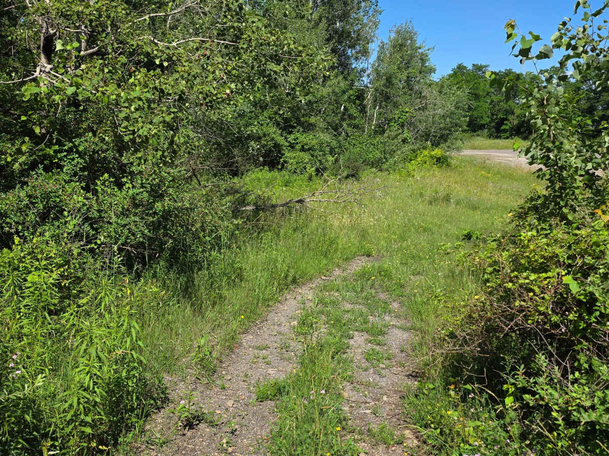 Single Track T trail photo