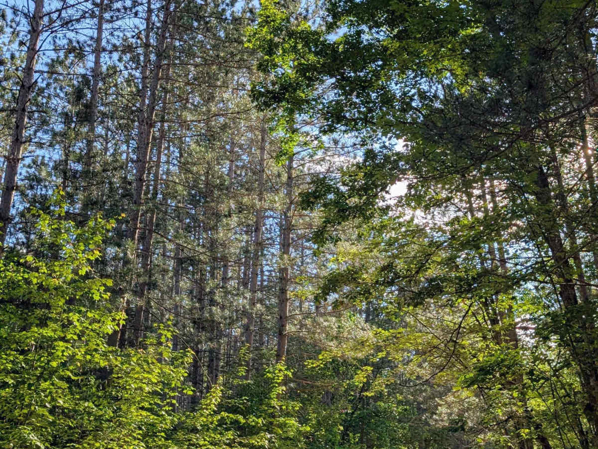 Howe Lake Road photo 5