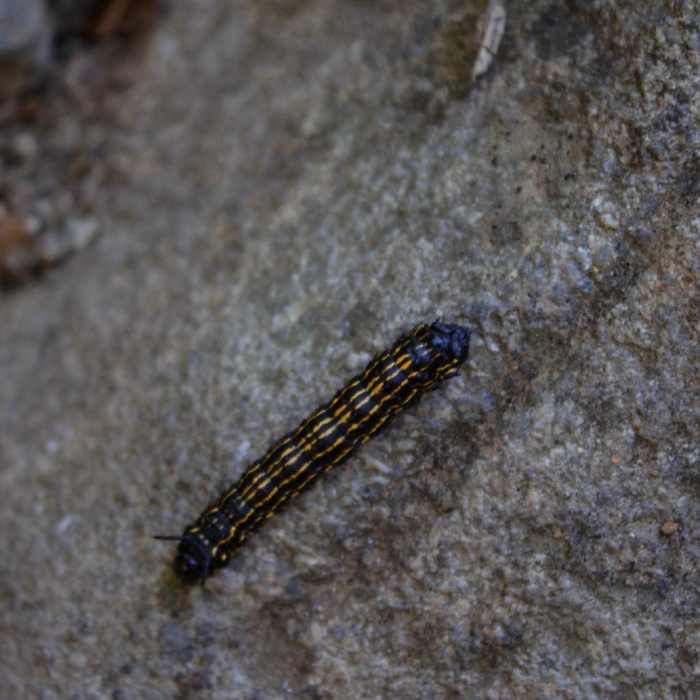 Near Mary's Rock Out-and-Back