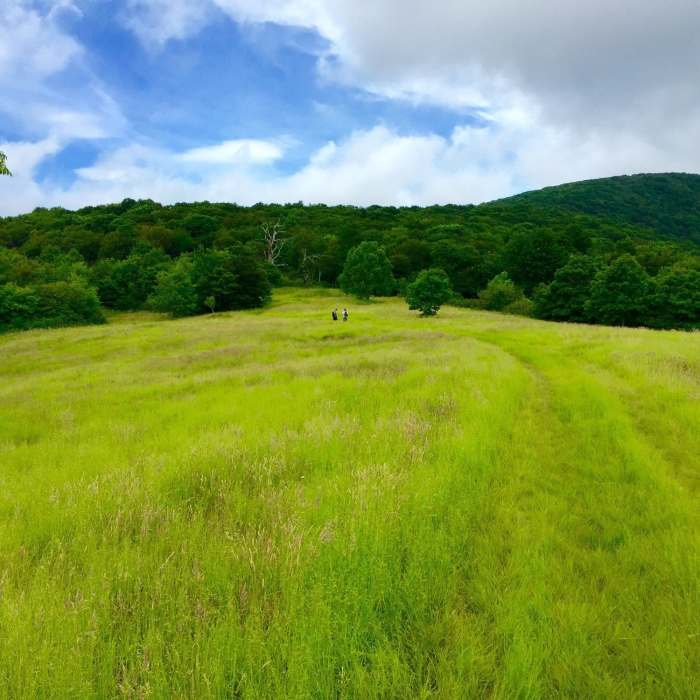 Near BMT: Segment 17a-17b (Tellico River to Whigg Meadow)