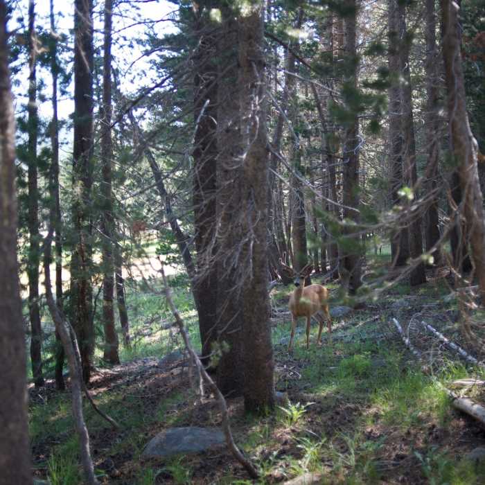 Near Dog Lake Trail