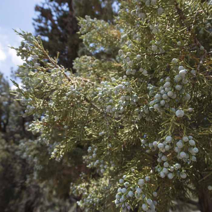 Near The Woodland Interpretive Trail