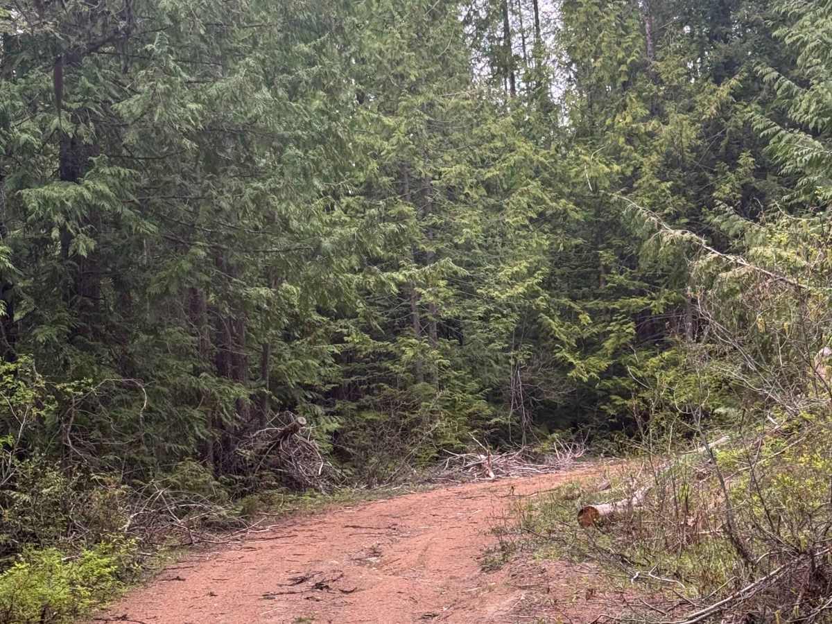Upper Lane Creek - FS 2000-280 photo 4