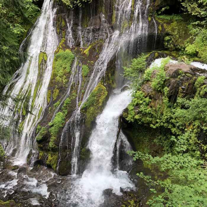 Near Panther Creek Falls Trail #137