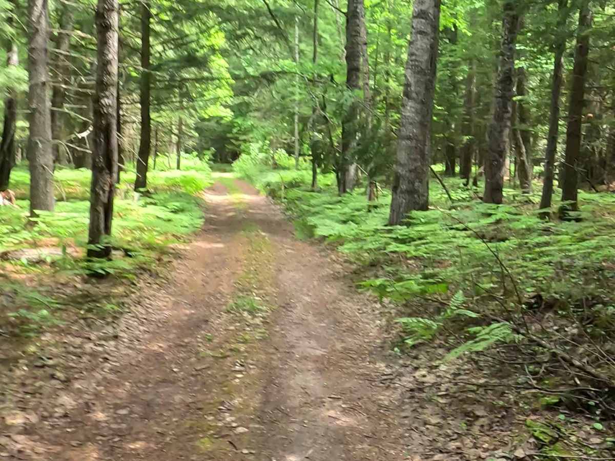 FS 2297/2200 trail photo