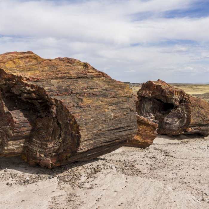 Near Giant Logs Trail Near Giant Logs Trail