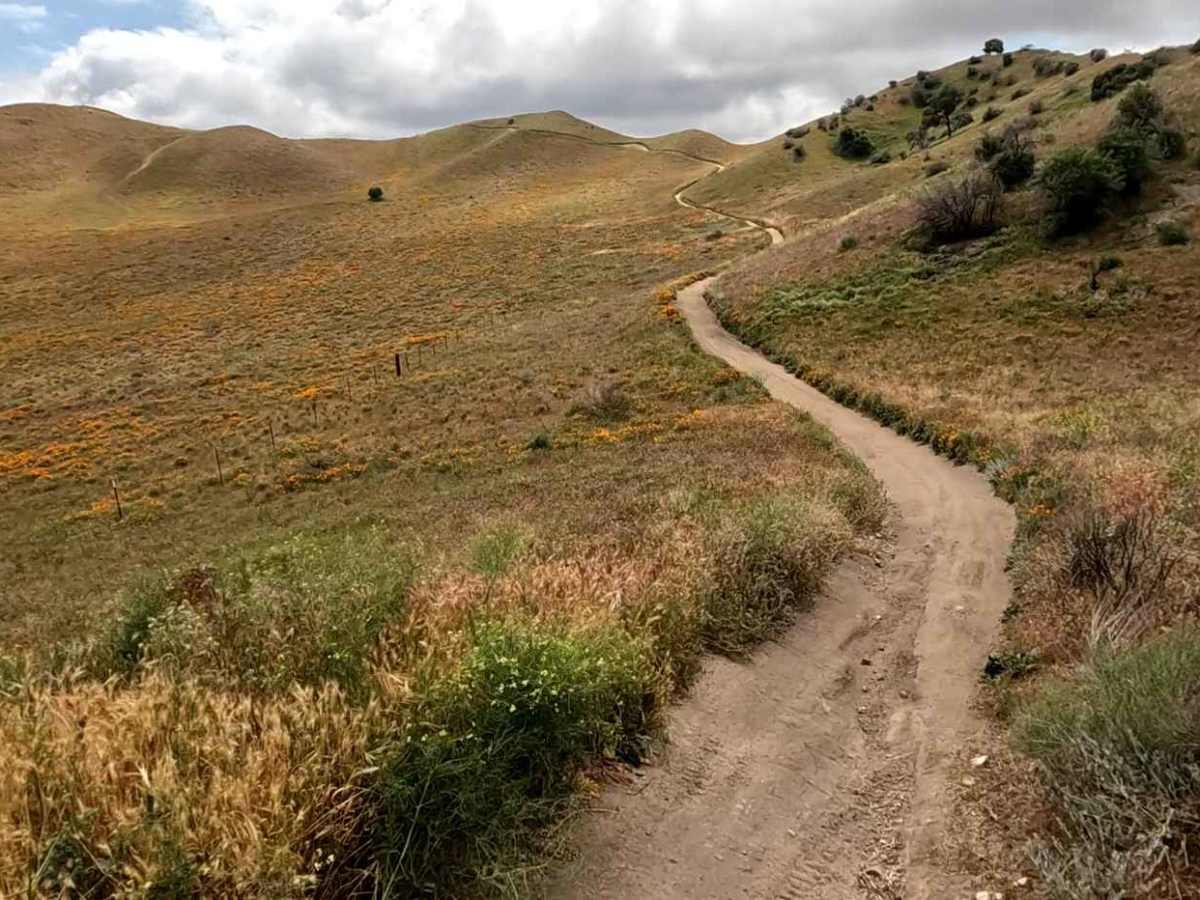 Cow Trail photo 6