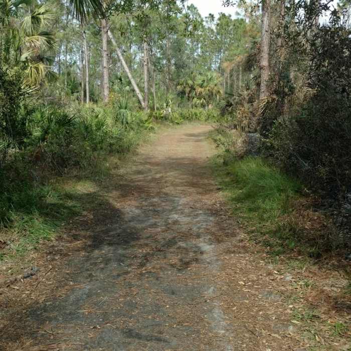 Wide trails make for easy navigation. Near Pine Flatwoods Trail