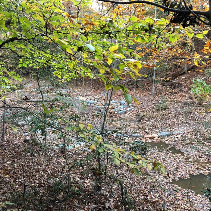 Near Broad Creek Trail