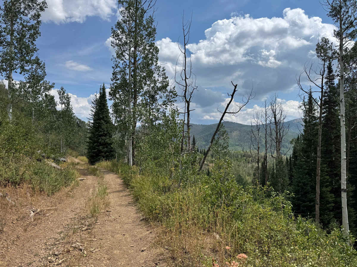 Blue Jay Mine Road trail photo