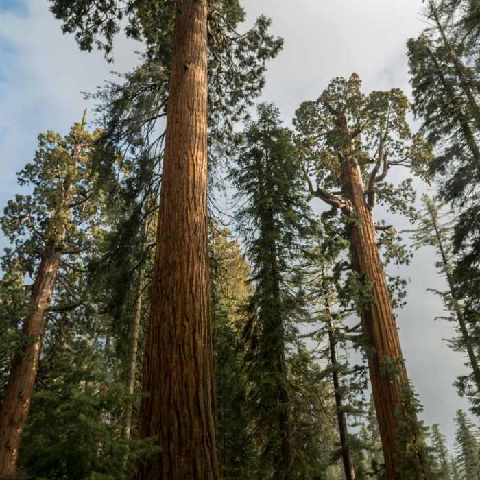 Near General Grant Loop