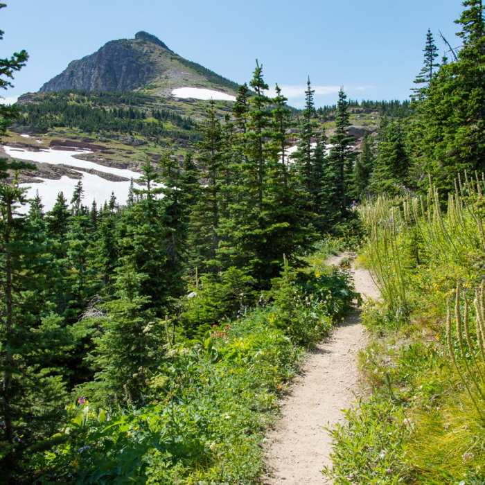 Near Swiftcurrent Pass Trail