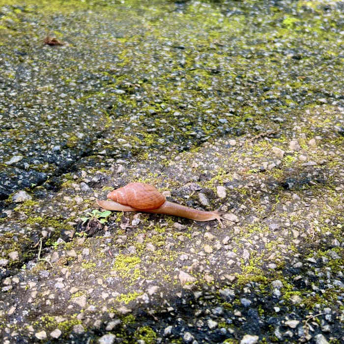 Snail crossing! Near DeLeon Springs Easy Trail 2