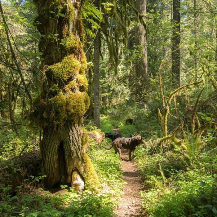 Near South Willamette Trail Hike