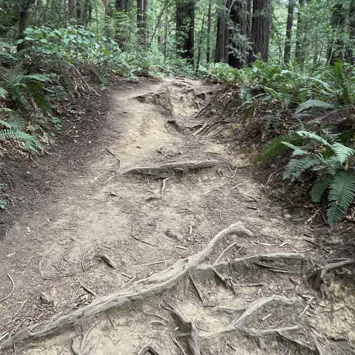 Near Redwood Regional Loop