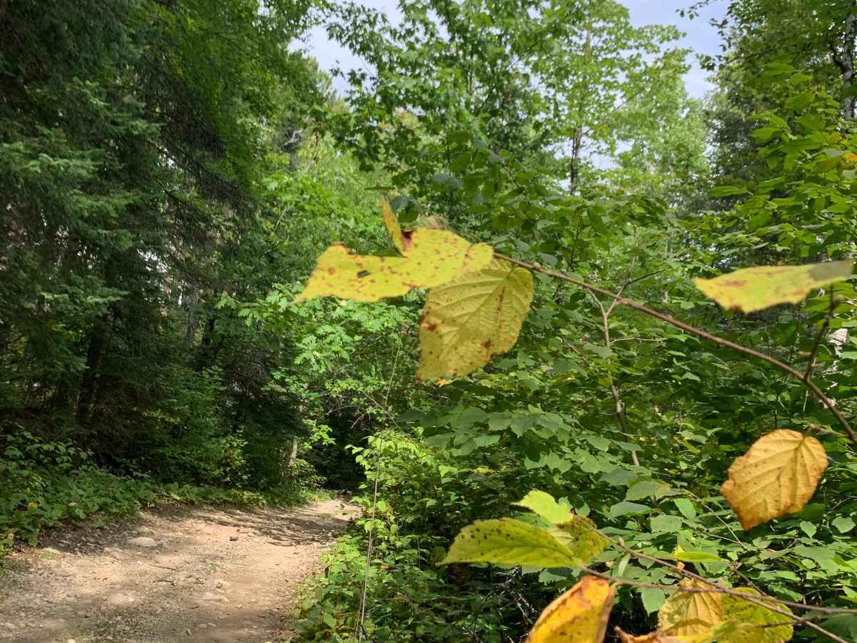 Godlevske Trail photo 4