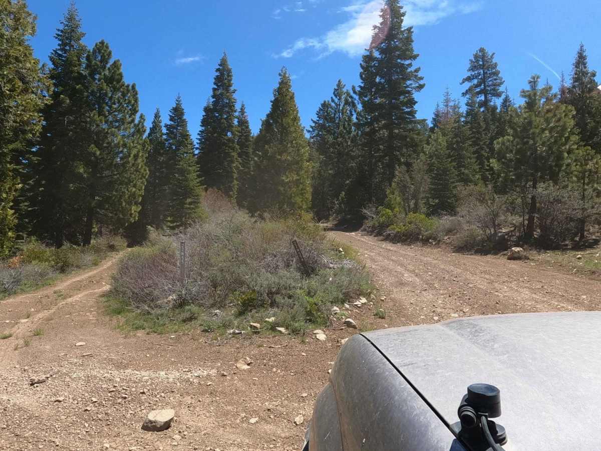 Sugarpine - NF22N55 photo 5