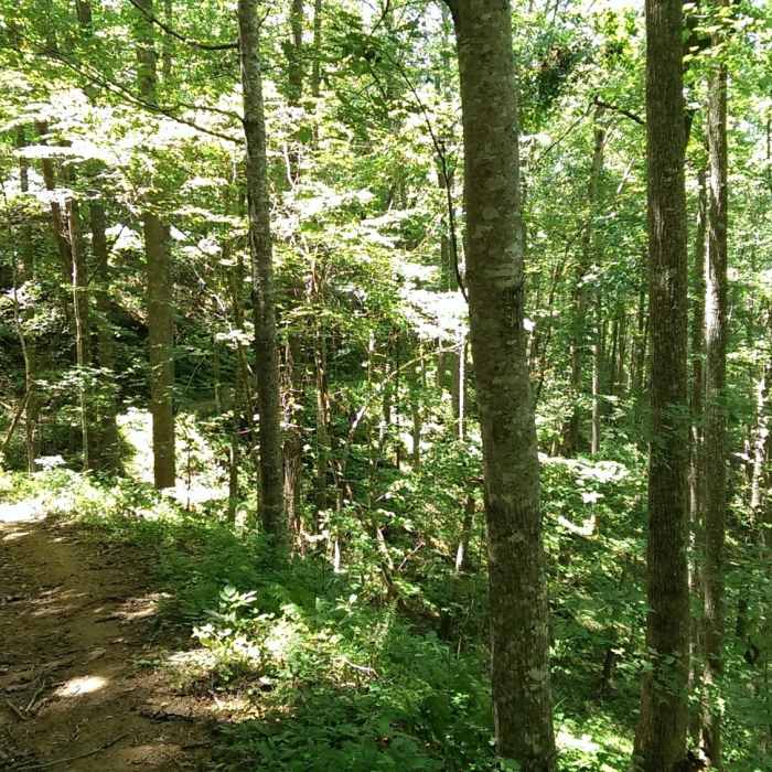 A look in the other direction, old forest road Near Thompson Loop