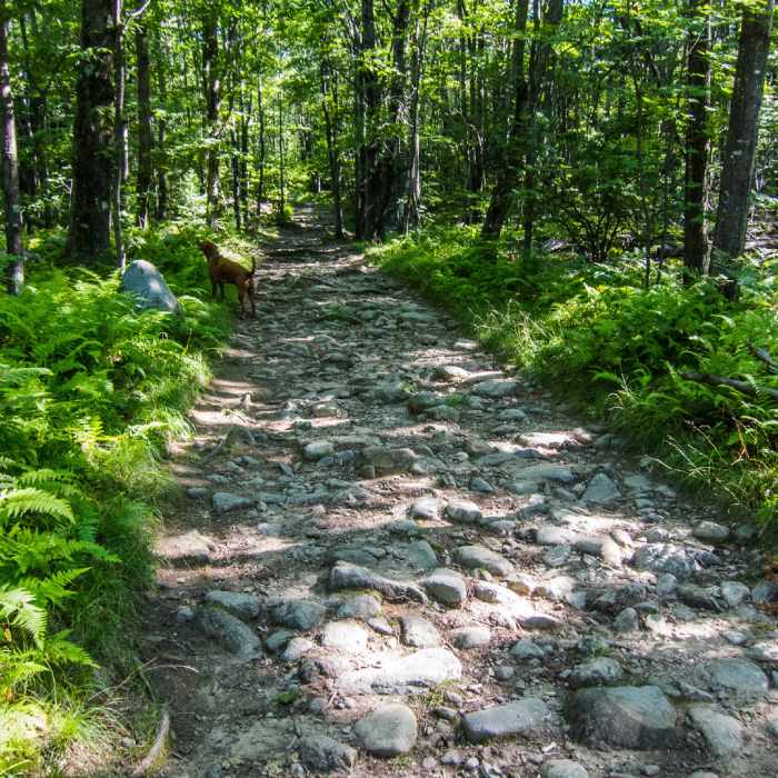 Near Mount Watatic and Nutting Hill Loop