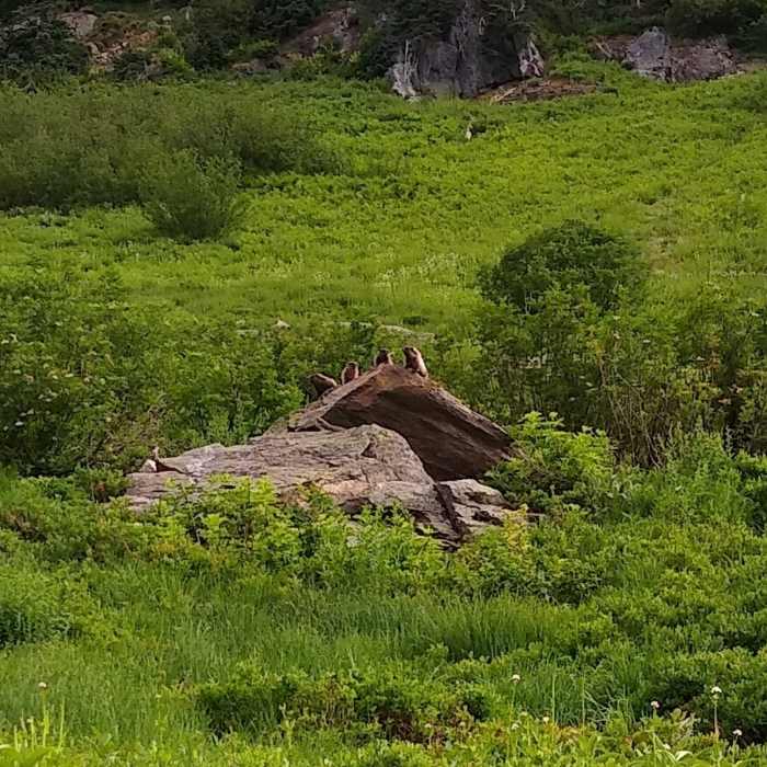 Near Little Wenatchee River Trail #1525