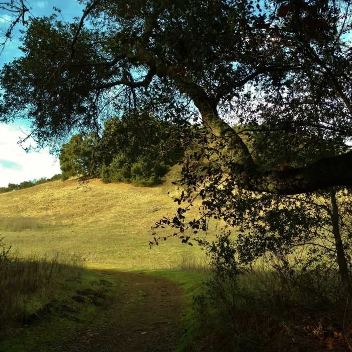 Emerging from the woods into the grass hills of Figueroa Trail Near Canada Del Oro Trail