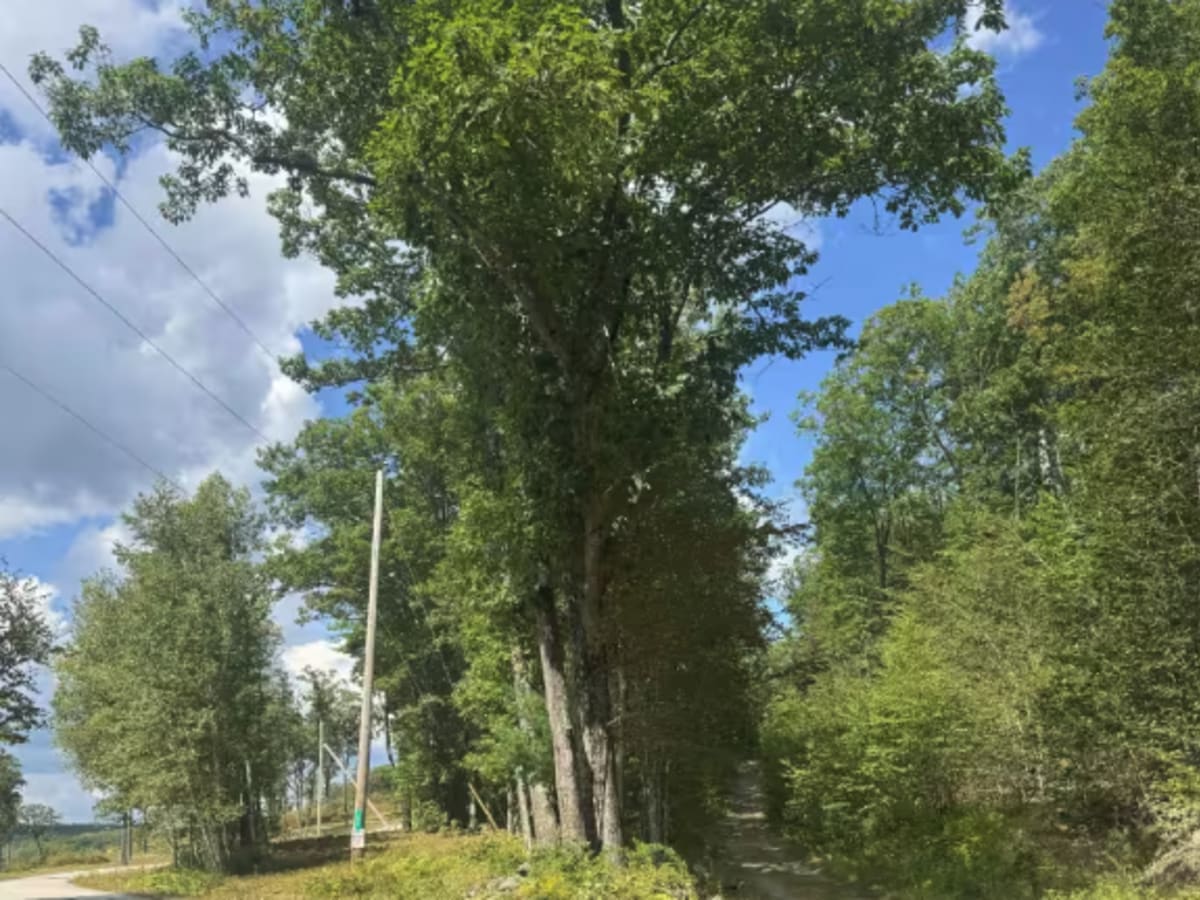 Mountain Road photo 4