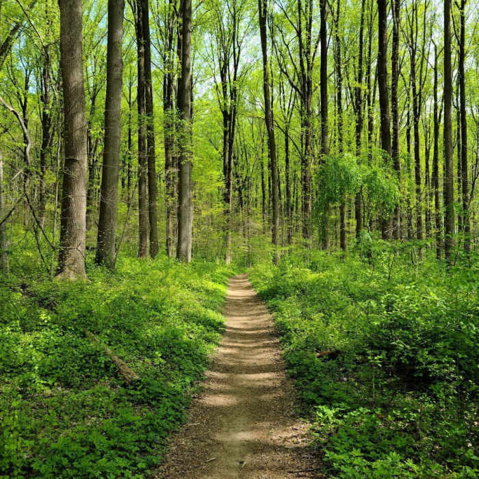 Near Chestnut Hill Trail