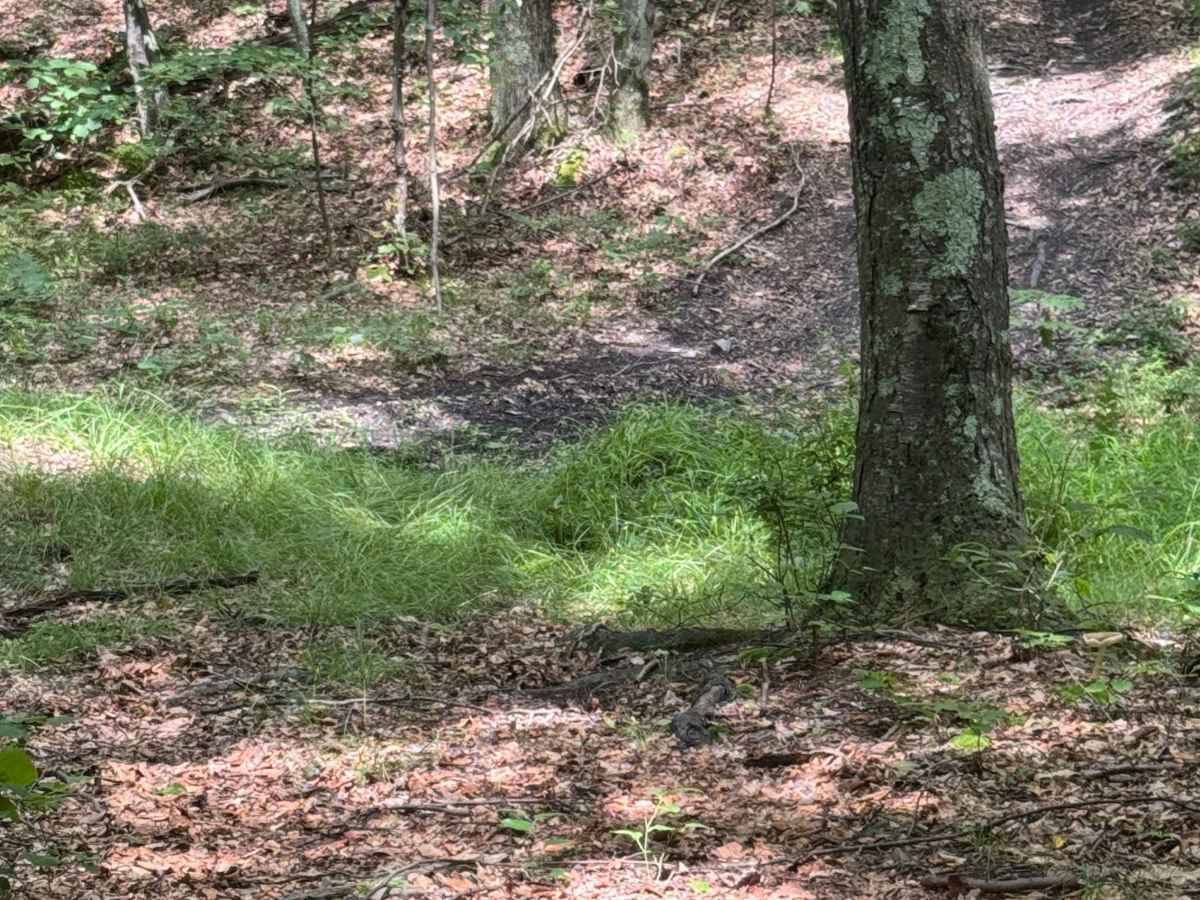 Trail 43 photo 4