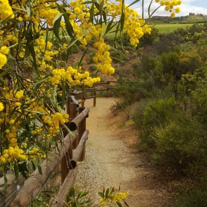 Near Coast to Crest Trail: Del Dios Gorge and Santa Fe Valley
