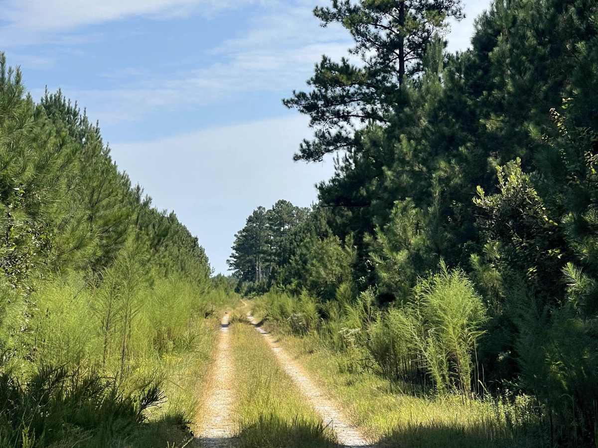 Long Ridge Road photo 3