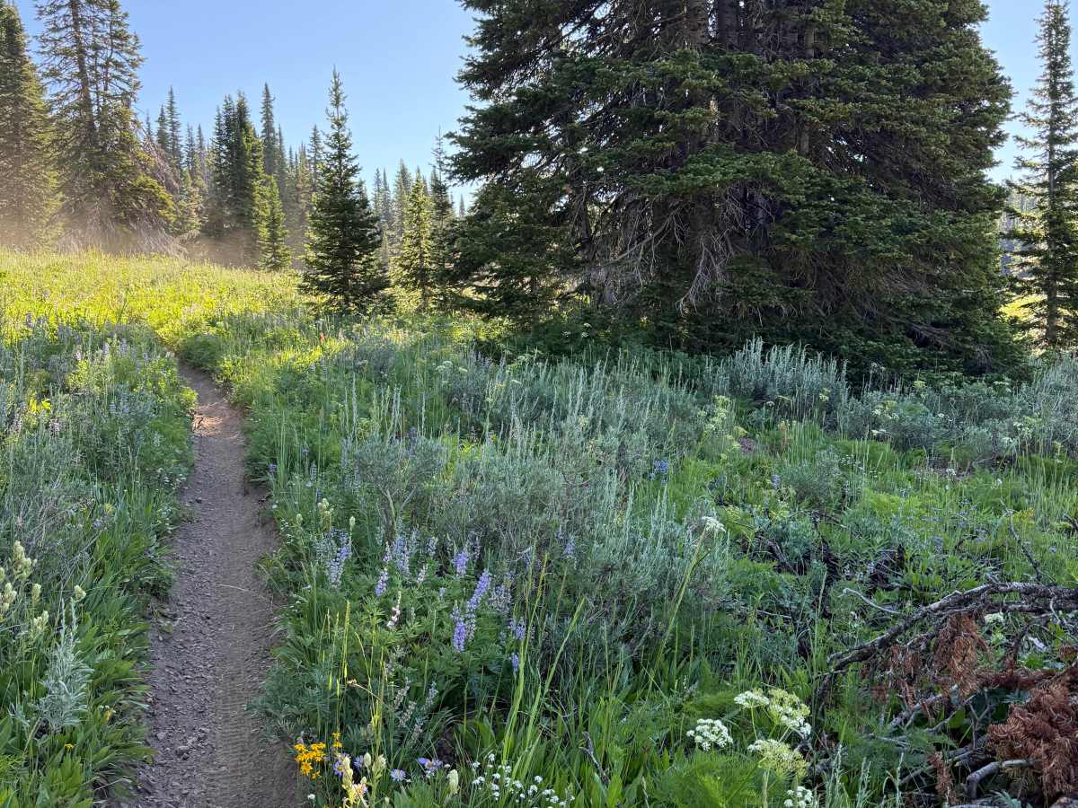 South Fork Canyon Creek - FS 226 photo 5