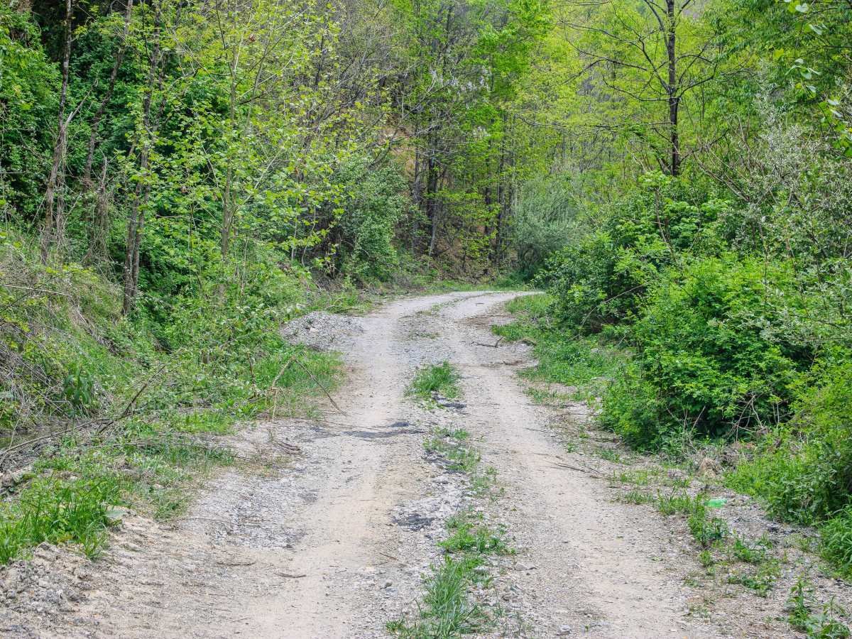 SWG 4  trail photo