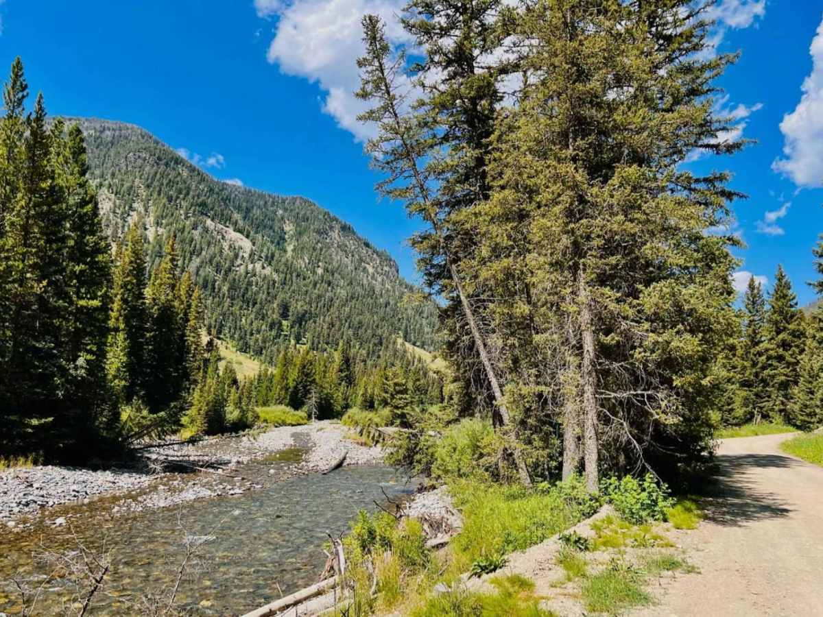 Beaver Creek Gallatin Forest photo 5